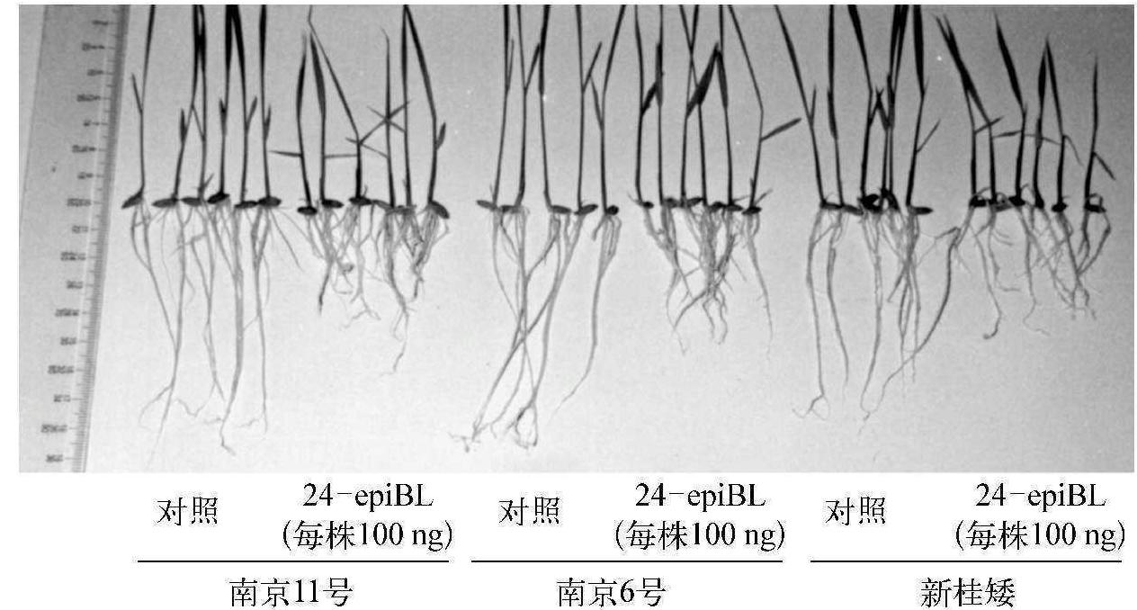 促進植物地上部營養(yǎng)器官的生長